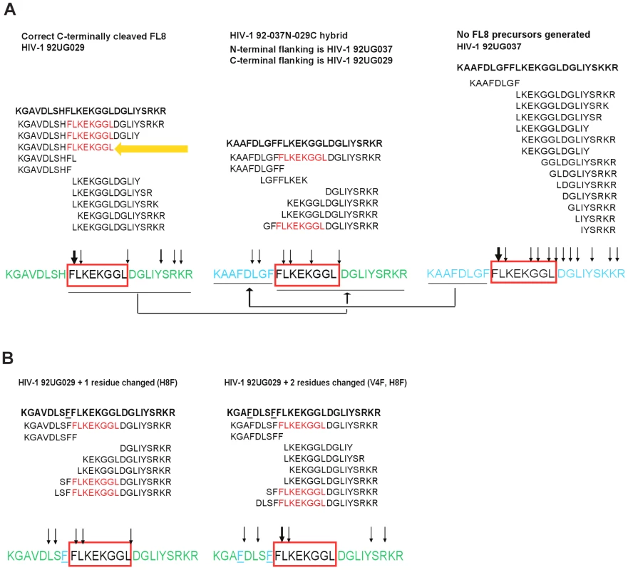 Critical phenylalanine residues in the N-terminal FL8 flanking region diminish epitope generation.