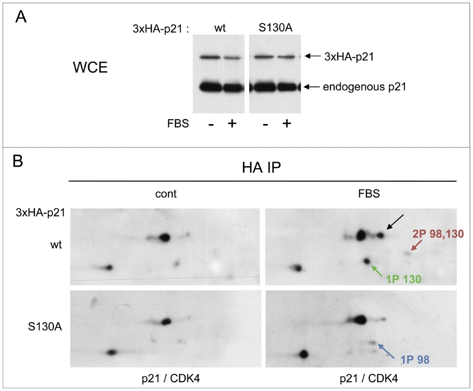 S130 phosphorylation of p21 is instrumental in CDK4 activation.