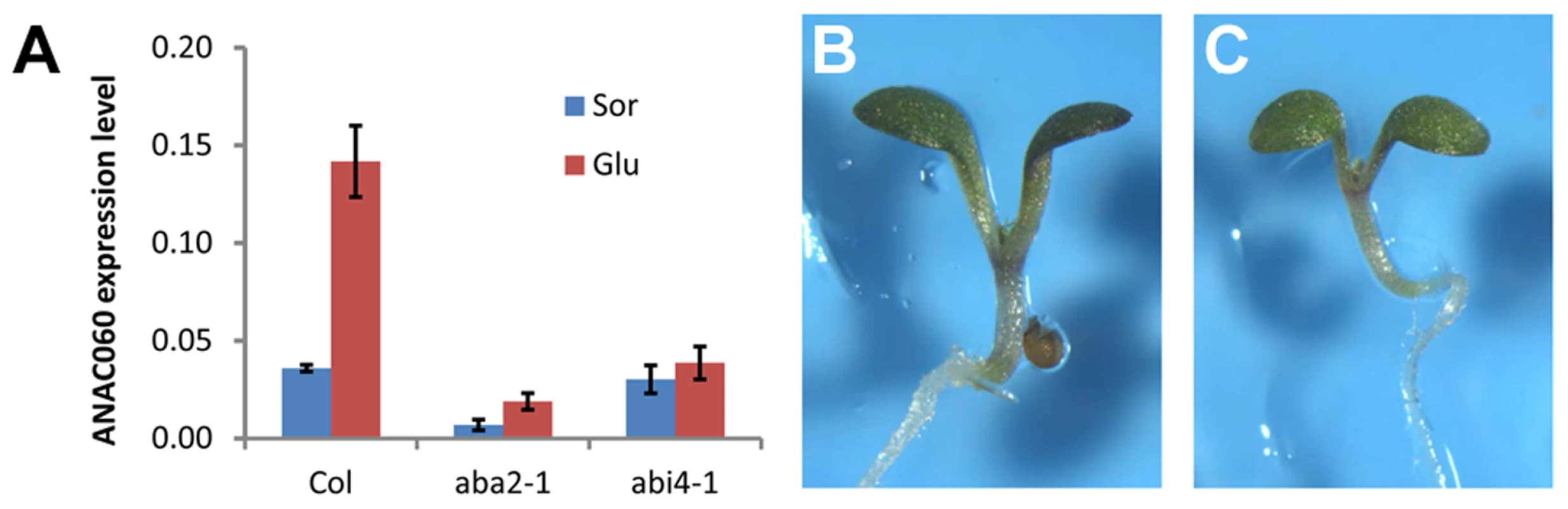 Glc induction of <i>ANAC060</i> requires ABA signaling.