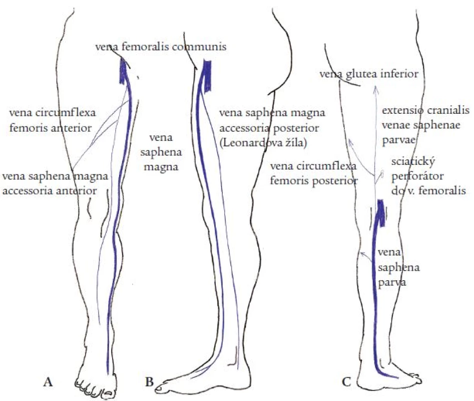 Anatomie povrchových žil na dolní končetině.