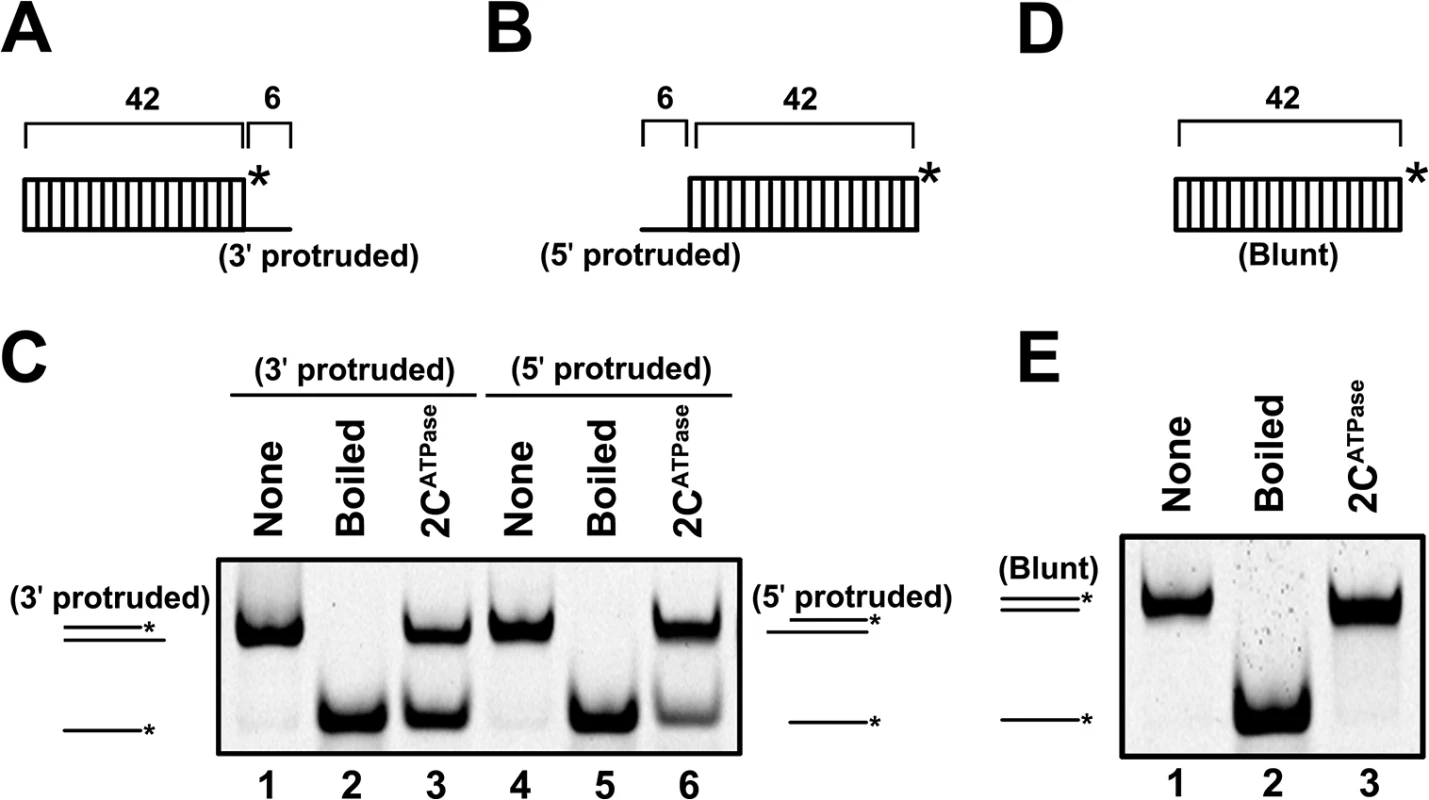 2C<sup>ATPase</sup> unwinds RNA helices in a bidirectional manner.