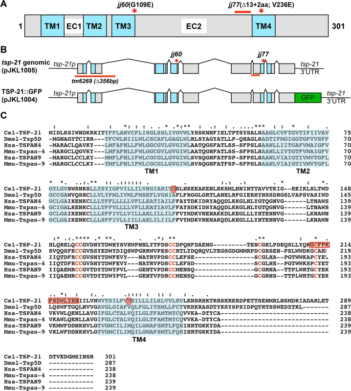 <i>tsp-21</i> encodes a conserved tetraspanin protein of the C6a group.