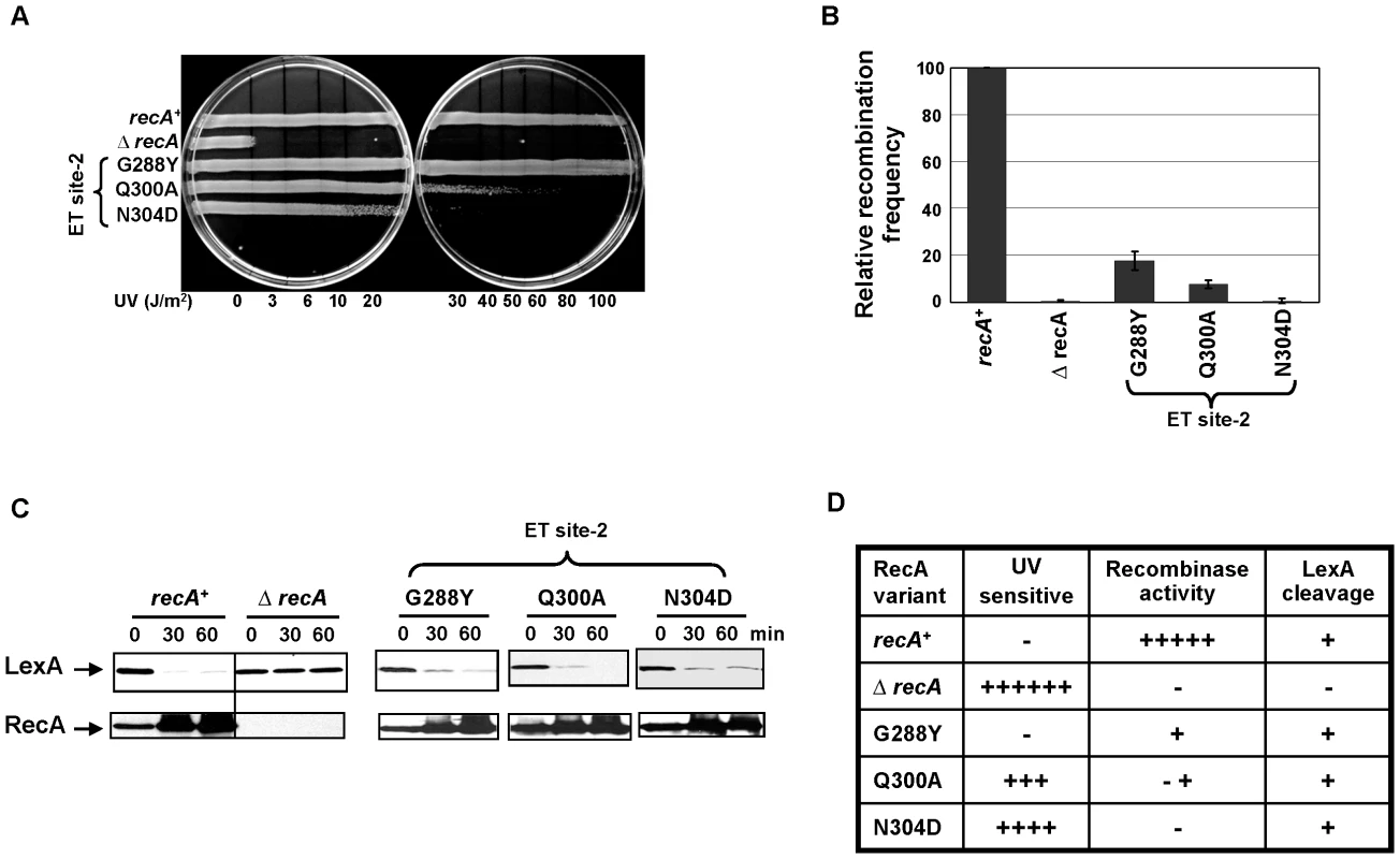 ET site-2 specifically affects the recombination function of RecA.