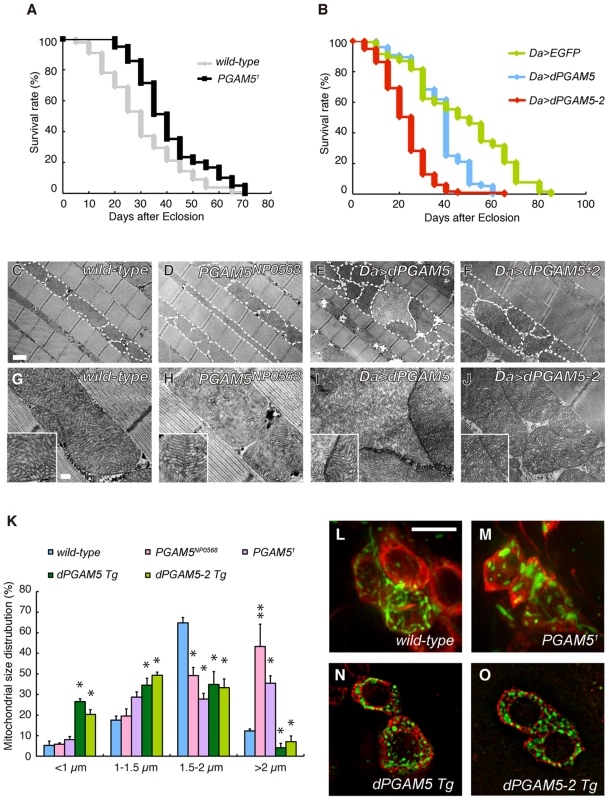 dPGAM5 is dispensable for normal development, but affects lifespan in <i>Drosophila</i>.