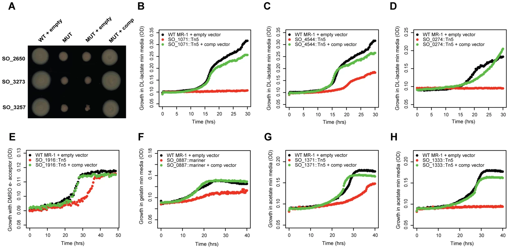 Validation of mutant phenotypes by genetic complementation.