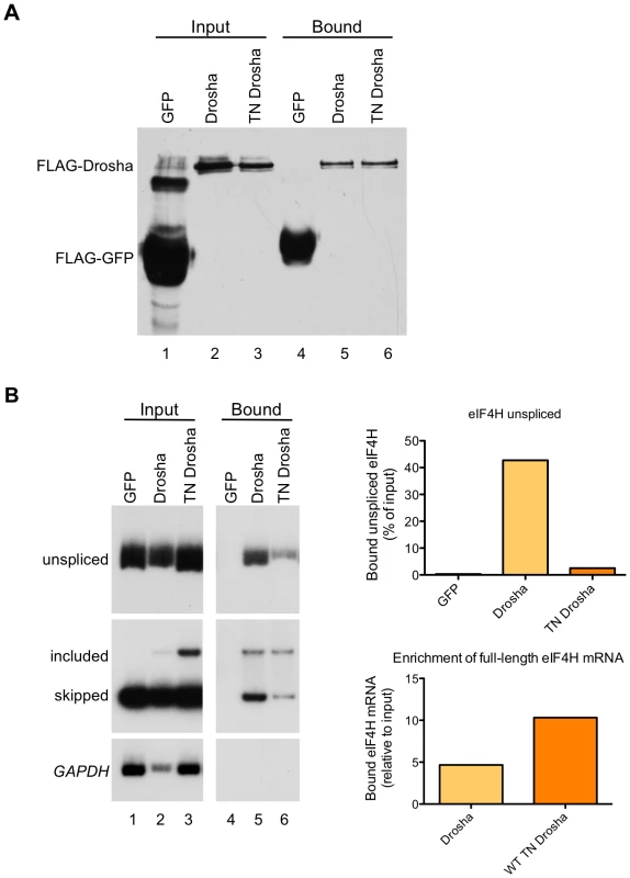 <i>eIF4H</i> exon 5 co-immunoprecipitates with Drosha and TN Drosha.