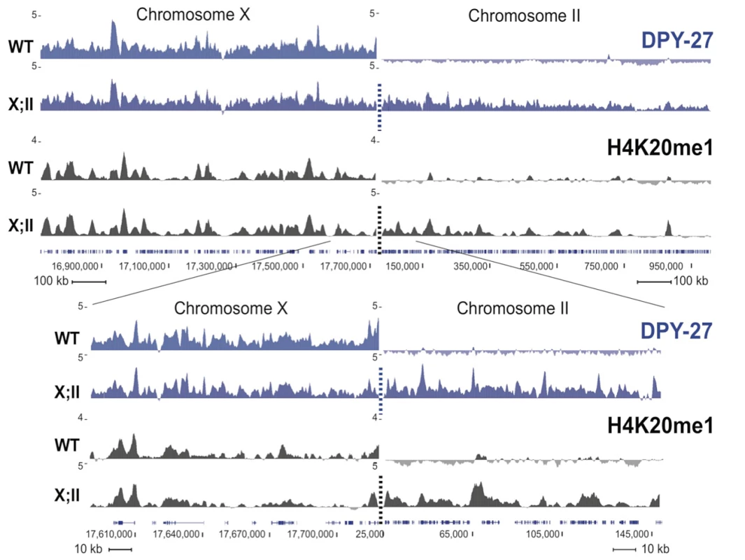 H4K20me1 ectopically spreads onto the autosomal region of an X;II fusion chromosome.