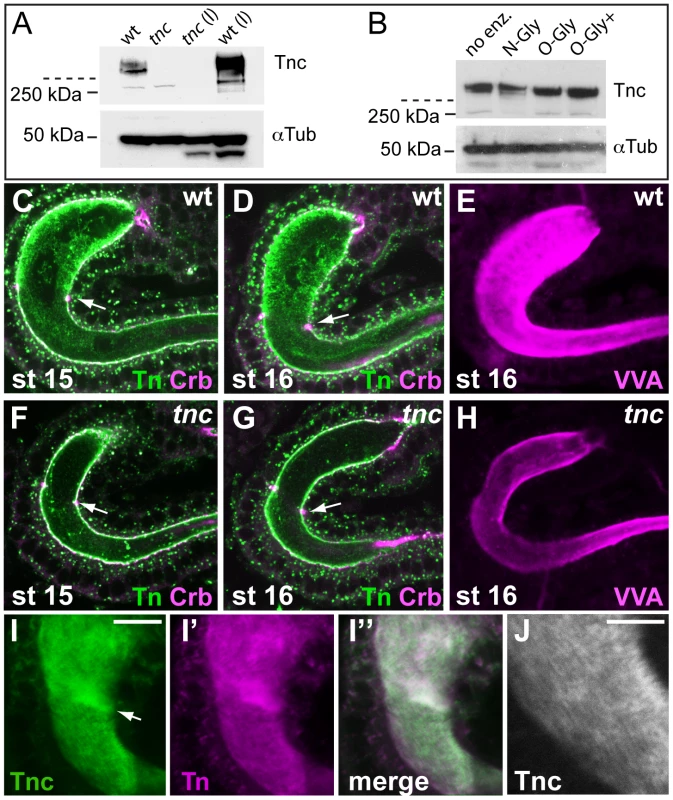 Tnc is a glycosylated intralumial matrix-component.