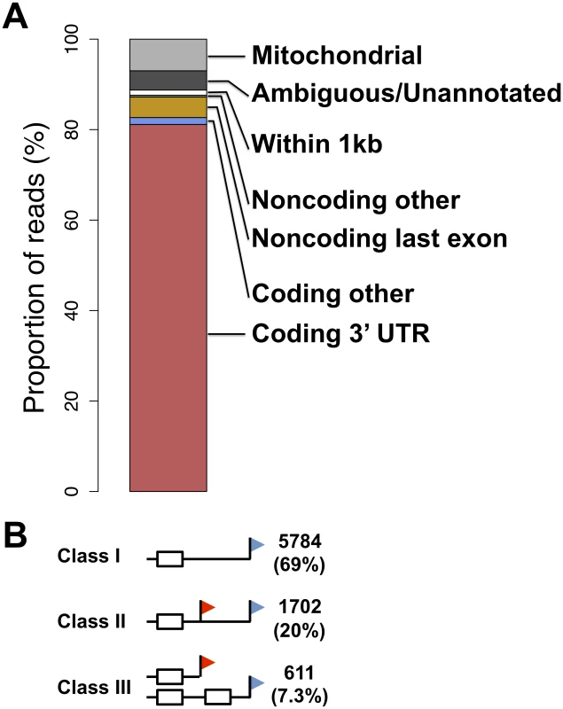 A survey of transcript ends and alternative polyadenylation.
