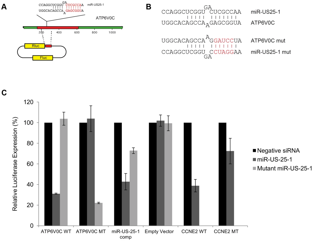 US25-1 targeting of ATP6V0C occurs through the predicted target site within the ORF.