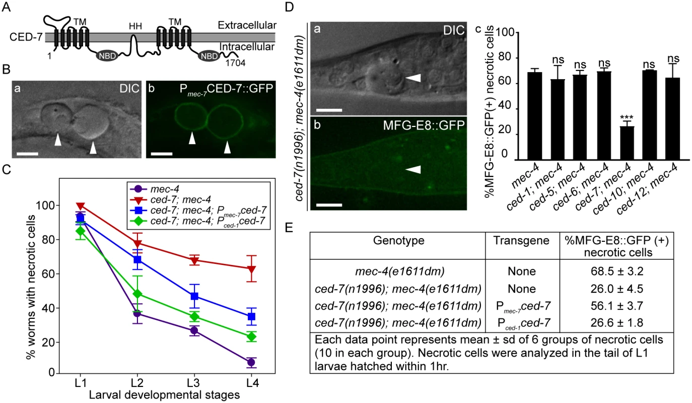 CED-7 promotes necrotic cell removal by acting in two different cell types.