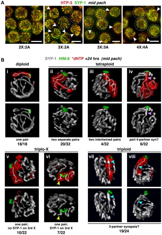 Homolog groups preferentially achieve pairwise synapsis, but supernumerary chromosomes challenge this process.