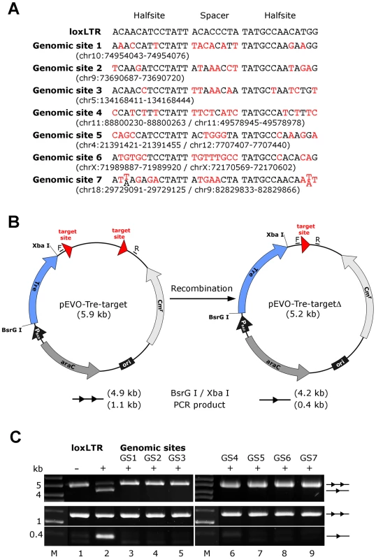 Assay of potential Tre-related off-target effects.