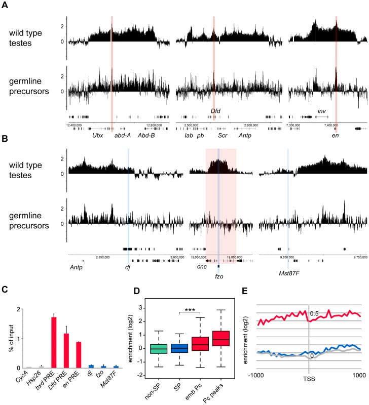 Pc binding in the purified germline precursor population.