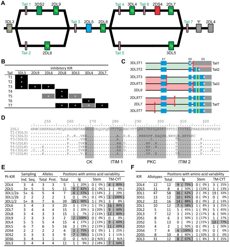 Reassorting inhibitory signaling and ligand-binding functions contributes to chimpanzee but not human <i>KIR</i> allelic diversity.
