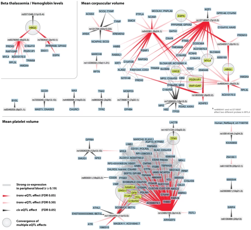 Trait-associated SNPs show convergence on multiple genes.