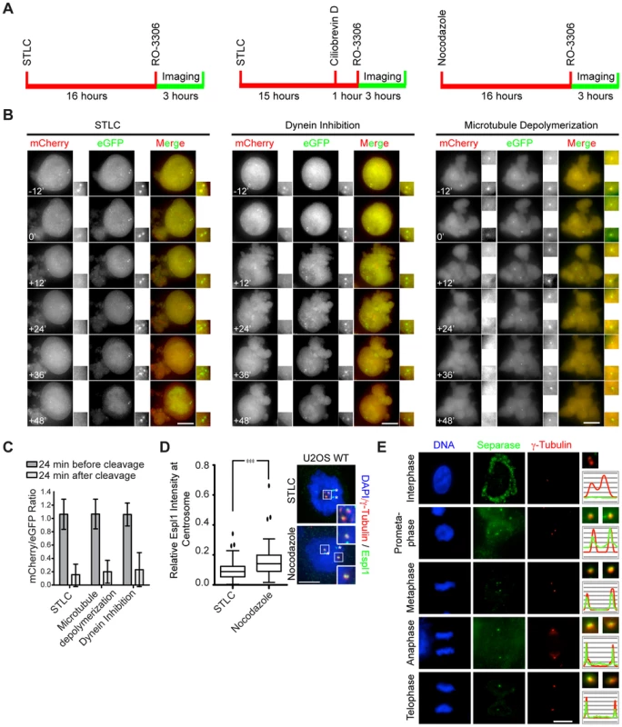 Separase localizes to centrosomes in a microtubule-independent manner.