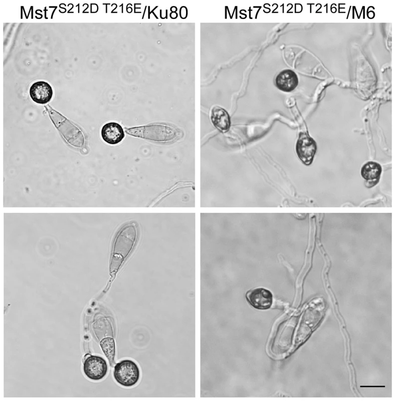 Effects of expressing the dominant active allele of <i>MST7</i> on appressorium formation.