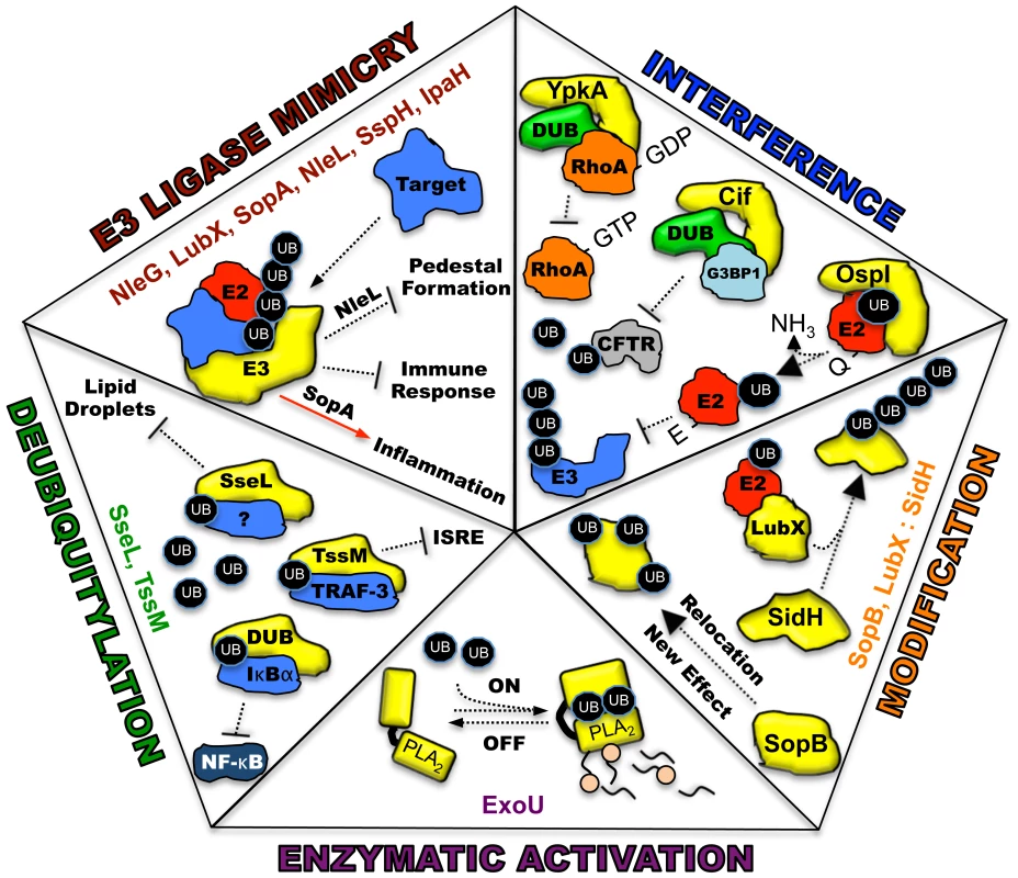 Five distinct mechanisms in which bacterial proteins manipulate the host ubiquitin system.
