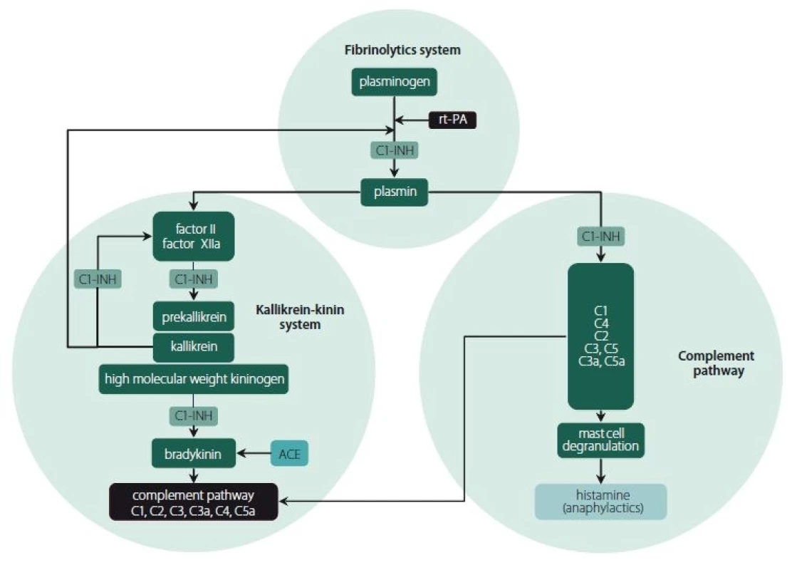 An abbreviated overview of histamine and bradykinin-induced angioedema.