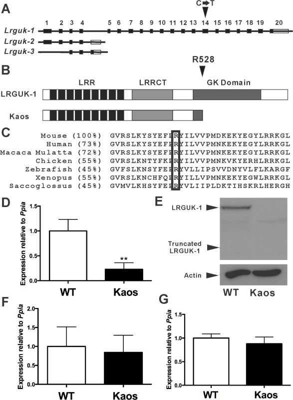 The Kaos mouse line phenotype was caused by a mutation in the <i>Lrguk</i> gene specifically affecting the LRGUK-1 isoform.