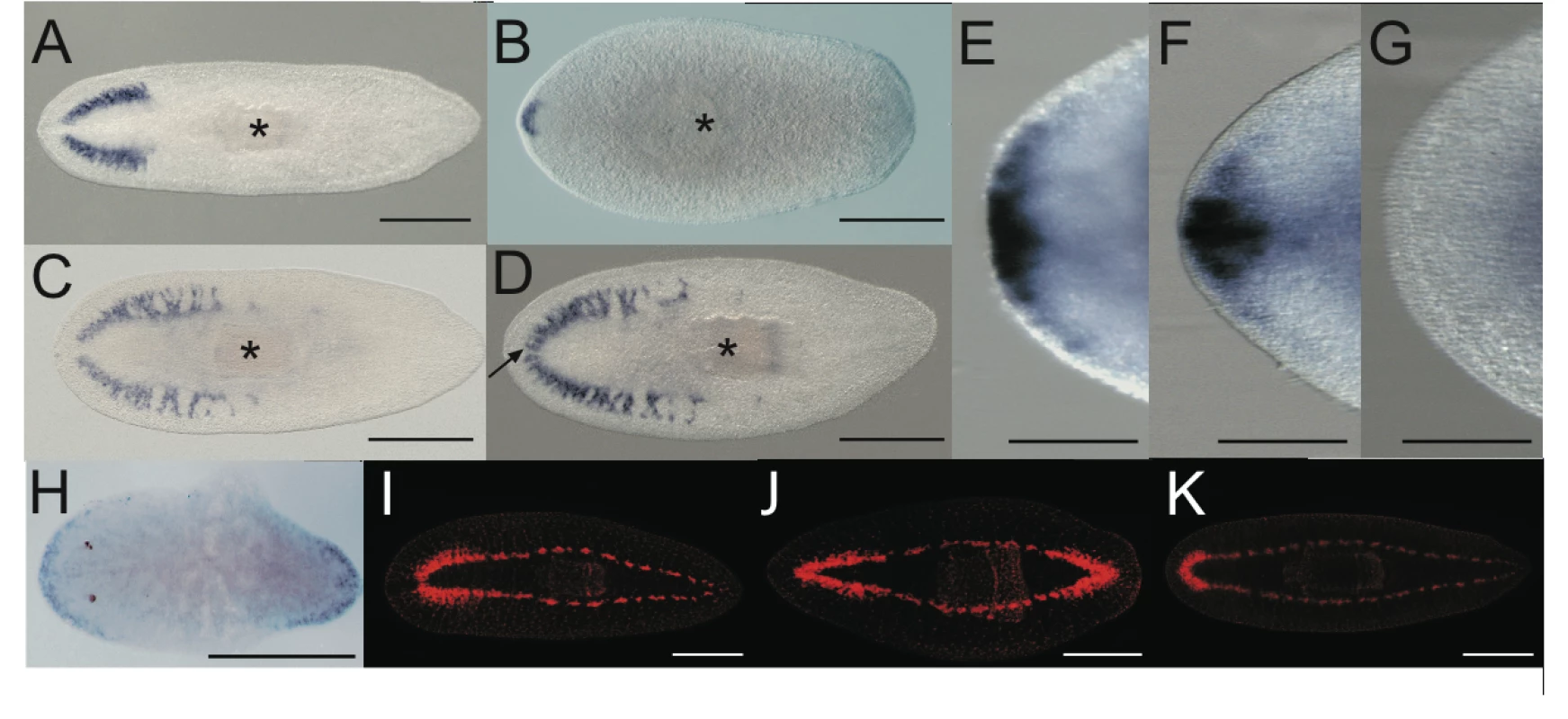 Double <i>Smed-prep/Smed-ndk(RNAi)</i> and double <i>Smed-prep/Smed-beta-catenin-1(RNAi)</i> phenotypes further define the role of <i>Smed-prep.</i>