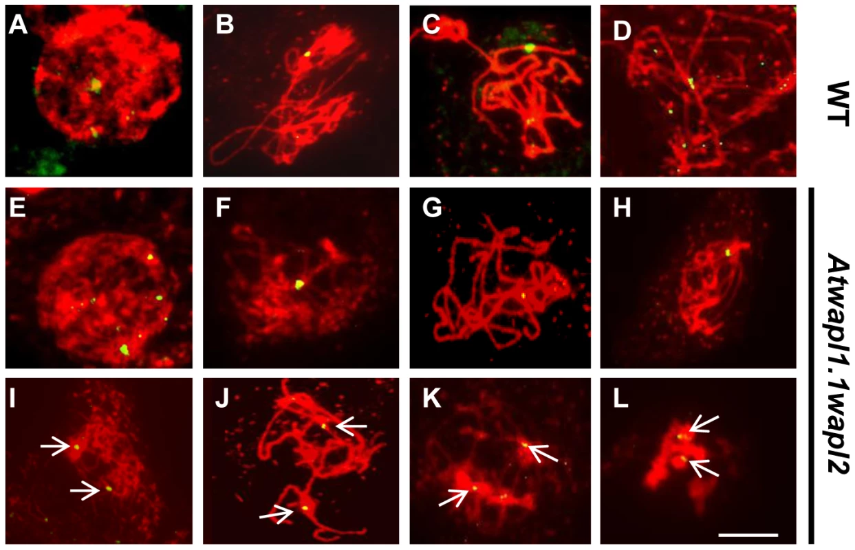 <i>Atwapl1-1wapl2</i> meiocytes exhibit alterations in homologous chromosome pairing.