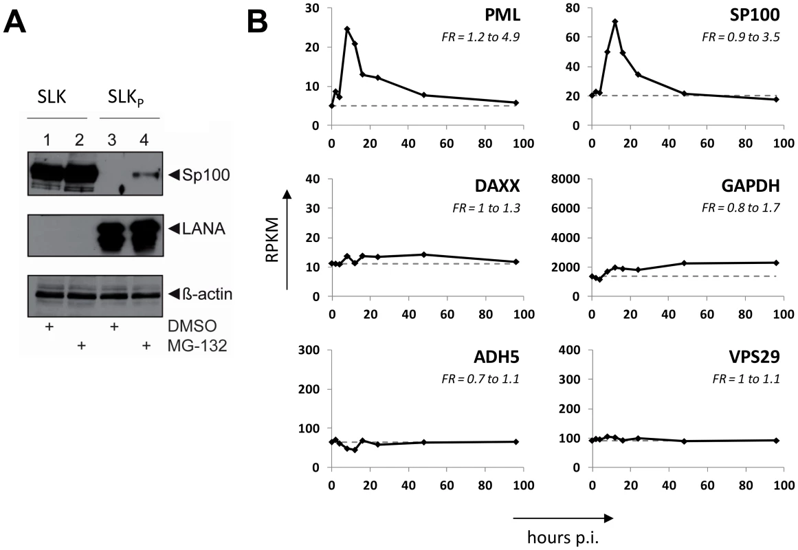 Proteasomal degradation and transcriptional silencing are not responsible for loss of soluble Sp100.