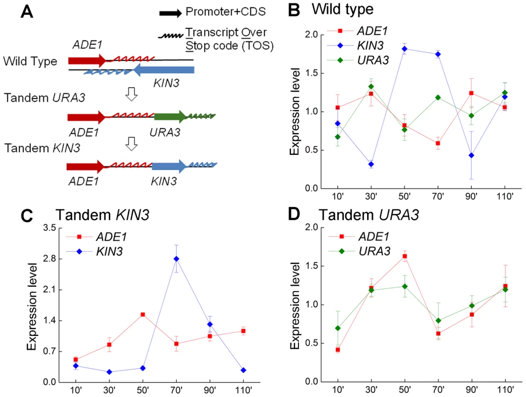 Cell-cycle expression of the gene pair <i>ADE1</i> and <i>KIN3</i>, in convergent and tandem orientation.