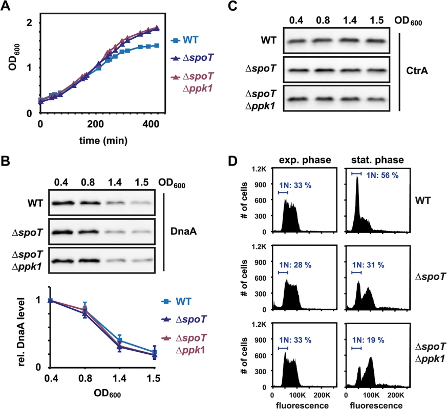 (p)ppGpp is not required to eliminate DnaA during the entry to stationary phase.