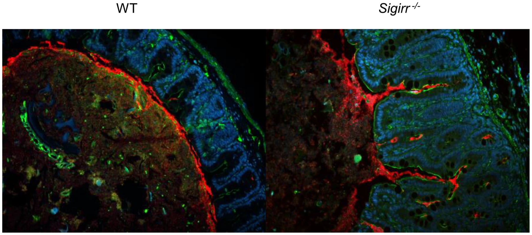 Immunofluorescence staining of <i>C. jejuni</i> cecal colonization <i>in vivo</i>.