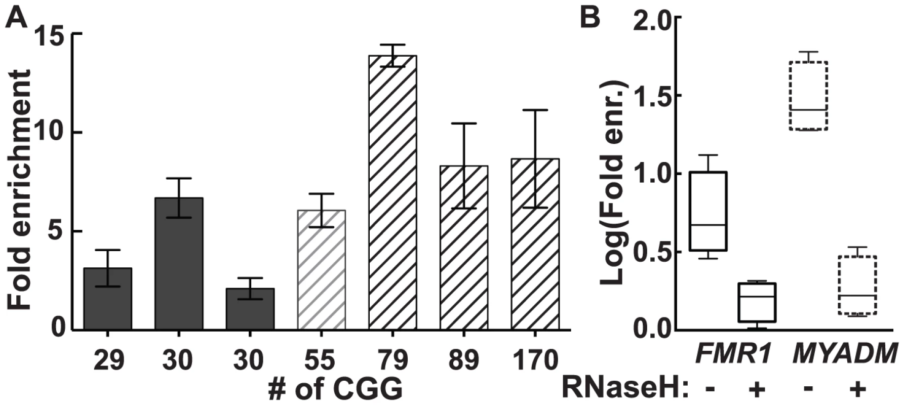 R-loop pull-down in human dermal fibroblasts confirms R-loop formation in the genome.
