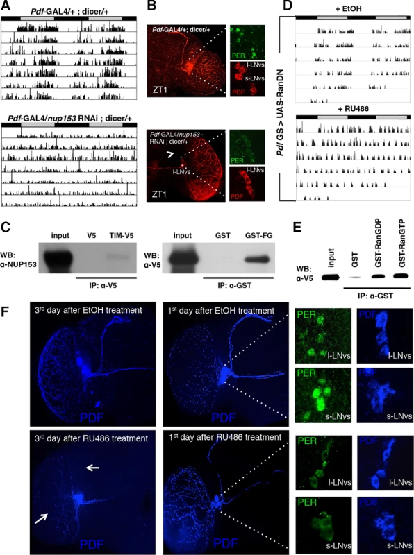 NUP153 and RAN are required for circadian rhythms and interact with TIM.