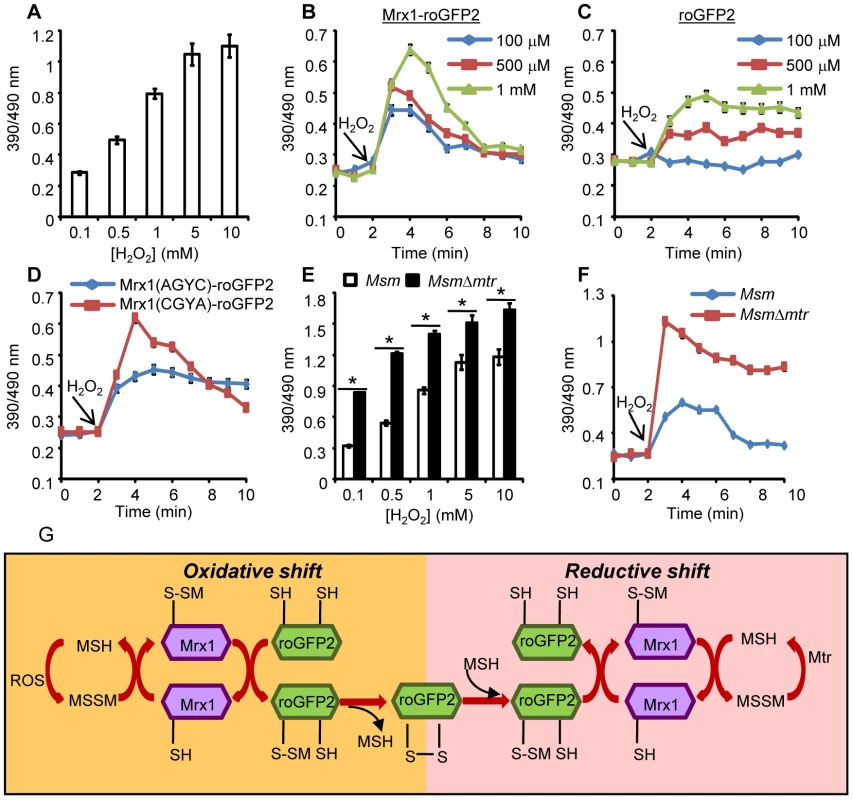 Coupling of Mrx1 with roGFP2 facilitates detection of transient redox changes in mycobacteria.