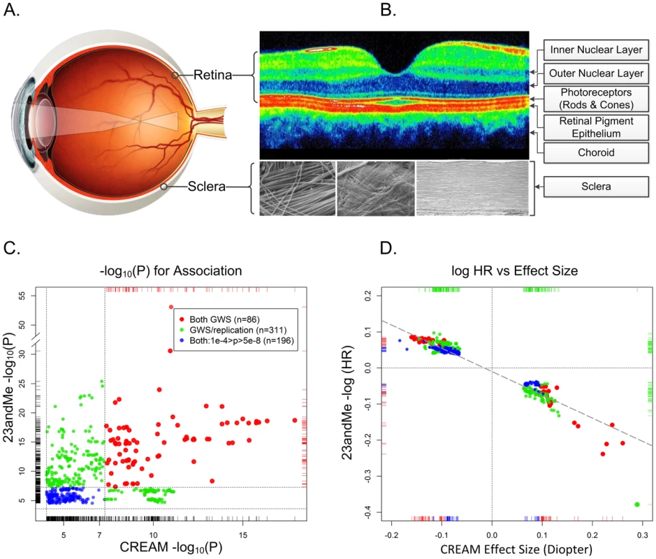 The physical, biological, and genetic basis of myopia.