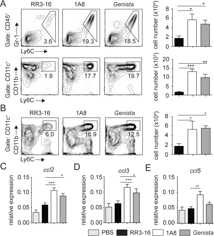 Enhanced recruitment of monocytes and MoDCs is observed in the absence of mature neutrophils early after infection.