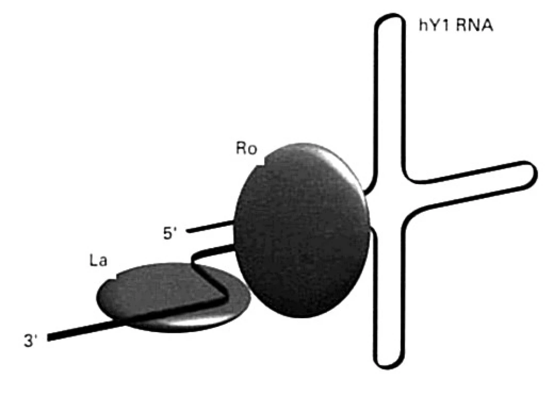 Antigény Ro a La na molekule RNA hY1 (vysvetlenie v texte) Malé RNA (hY1 hY5) kooperujú s polymerázou RNA-III pri transkripcii mRNA. Nachádzajú sa v cytoplazme, niektoré aj v jadre a spájajú sa s proteínmi SS-A/Ro a SS-B/La
Fig. 6. Ro and La antigens on the RNA hY1 molecule (explained below). Small RNAs (hY1 hY5) cooperate with RNA-III polymerase in mRNA transcription. They are found in the cytoplasm, some also in the nucleus, and bind to SS-A/Ro and SS-B/La proteins.