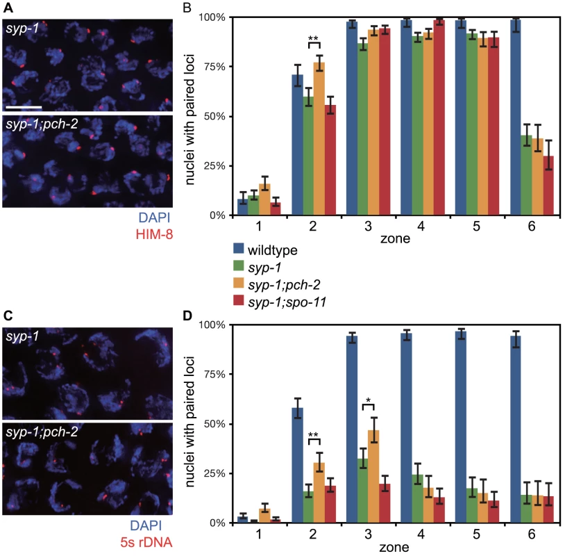 Mutation of <i>pch-2</i> suppresses pairing defects in <i>syp-1</i> mutants.