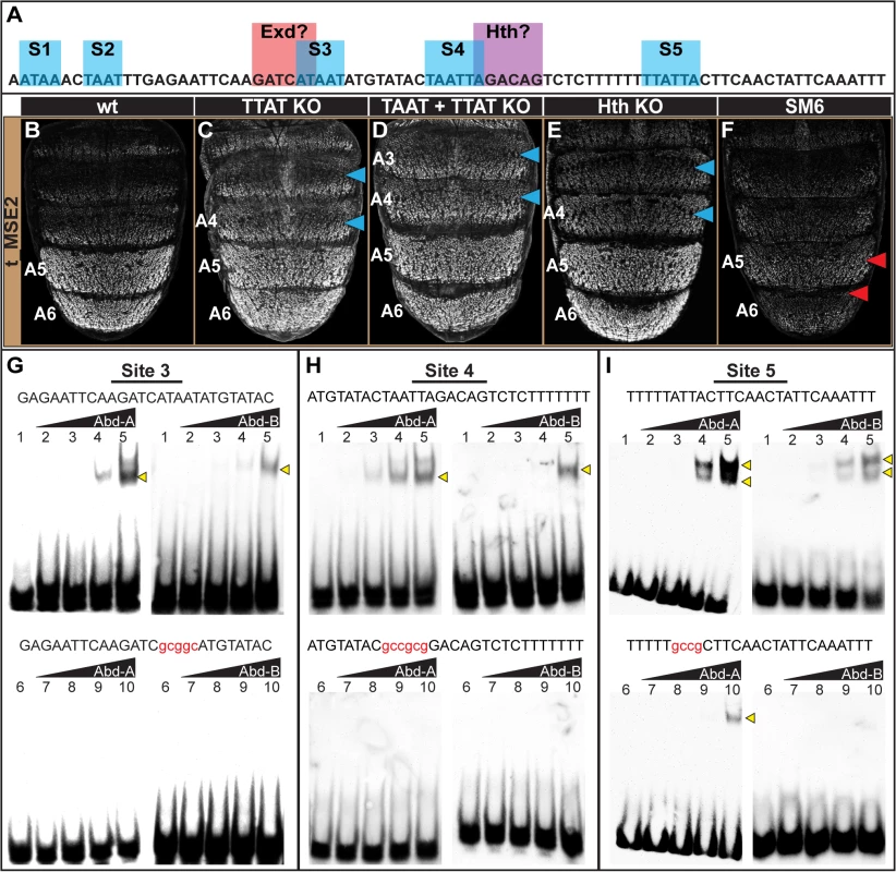 Characterization of the direct Hox inputs shaping <i>tan</i> expression.
