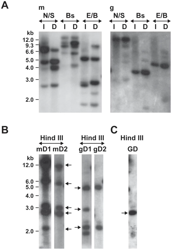 Southern blot analysis of Himar1 transformants of <i>E. chaffeensis</i>.