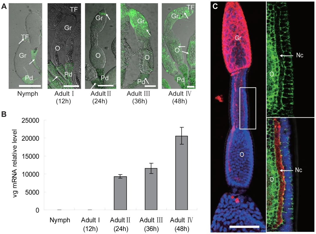 Localization of RSV in ovaries of <i>Laodelphax striatellus</i> at different stages of ovarian development.