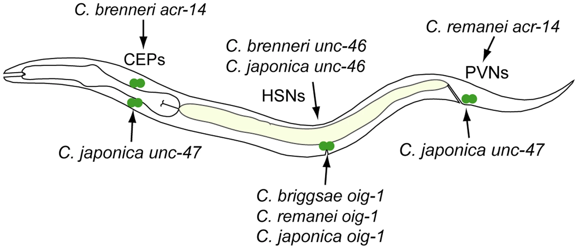 Recurrent “gains” of expression by different CREs.