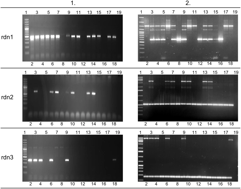Agarose gel results for novel retrogenes.