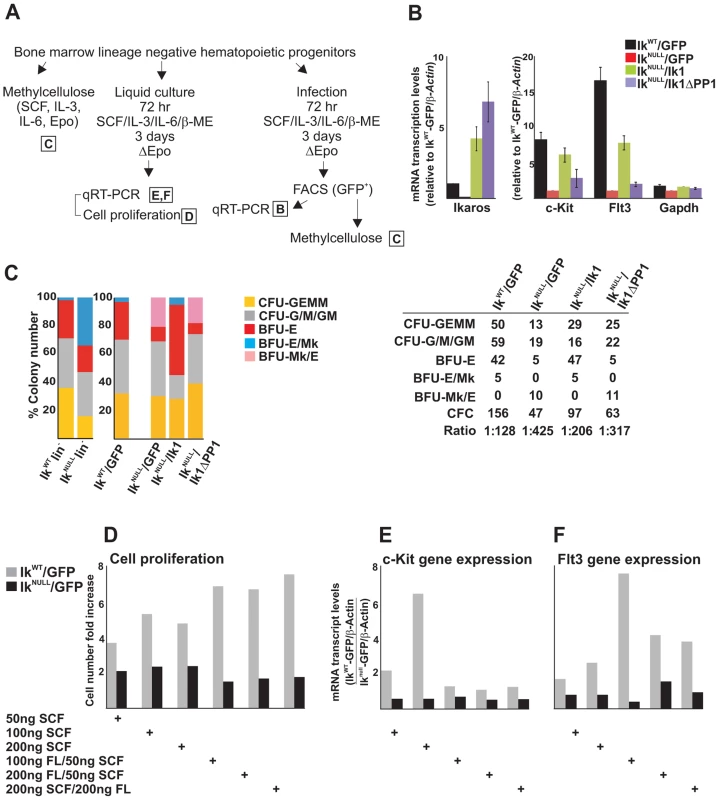The IKAROS-PP1 interaction is required for normal hematopoietic differentiation.