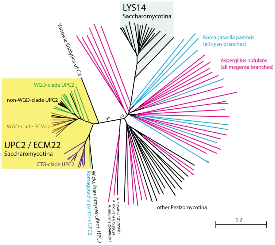 Upc2 has no clear orthologs outside the Saccharomycotina.