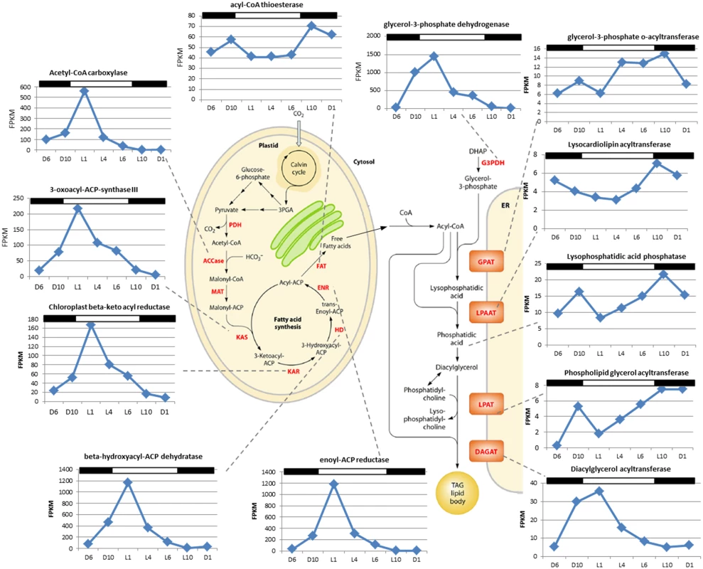 Identification of fatty acid synthesis genes of <i>Chrysochromulina tobin</i> and corresponding RNA transcript FPKM over a 12 hr light: 12 hr dark photoperiod.