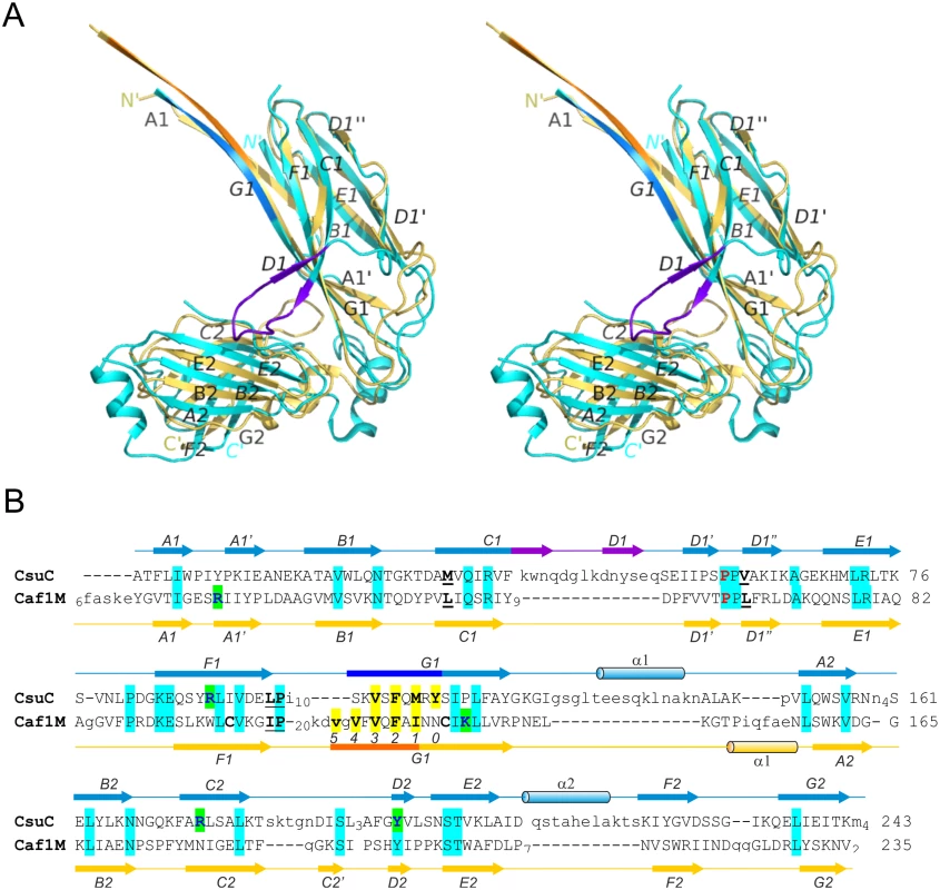 Structural comparison of archaic and classical chaperones.