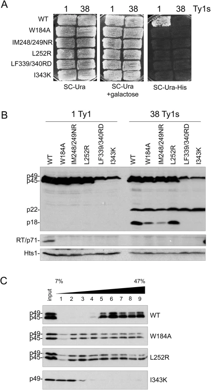 Alterations in Gag helical domains disrupt transposition and Ty1 protein cleavage.