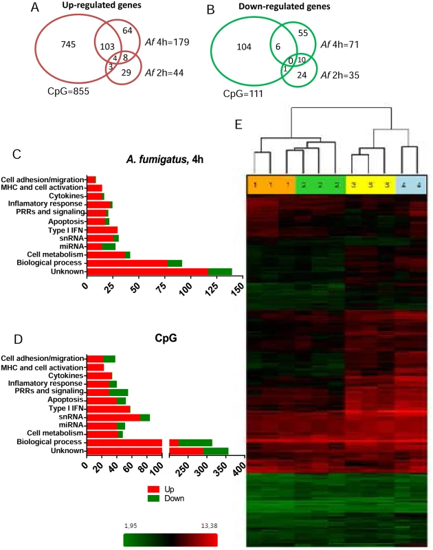 The pDC transcriptome following stimulation with <i>A</i>. <i>fumigatus</i>.