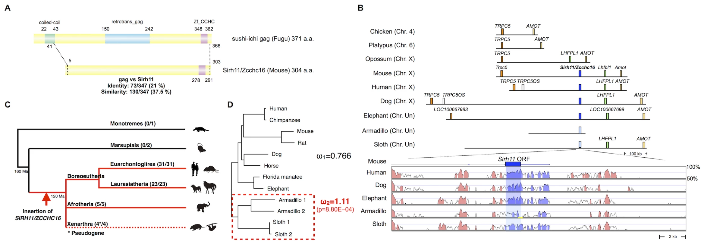 Characteristics of Sirh11/Zcchc16.